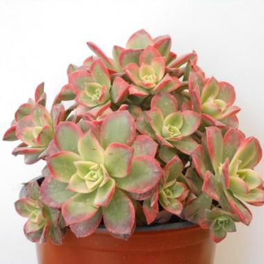 Aeonium kiwi